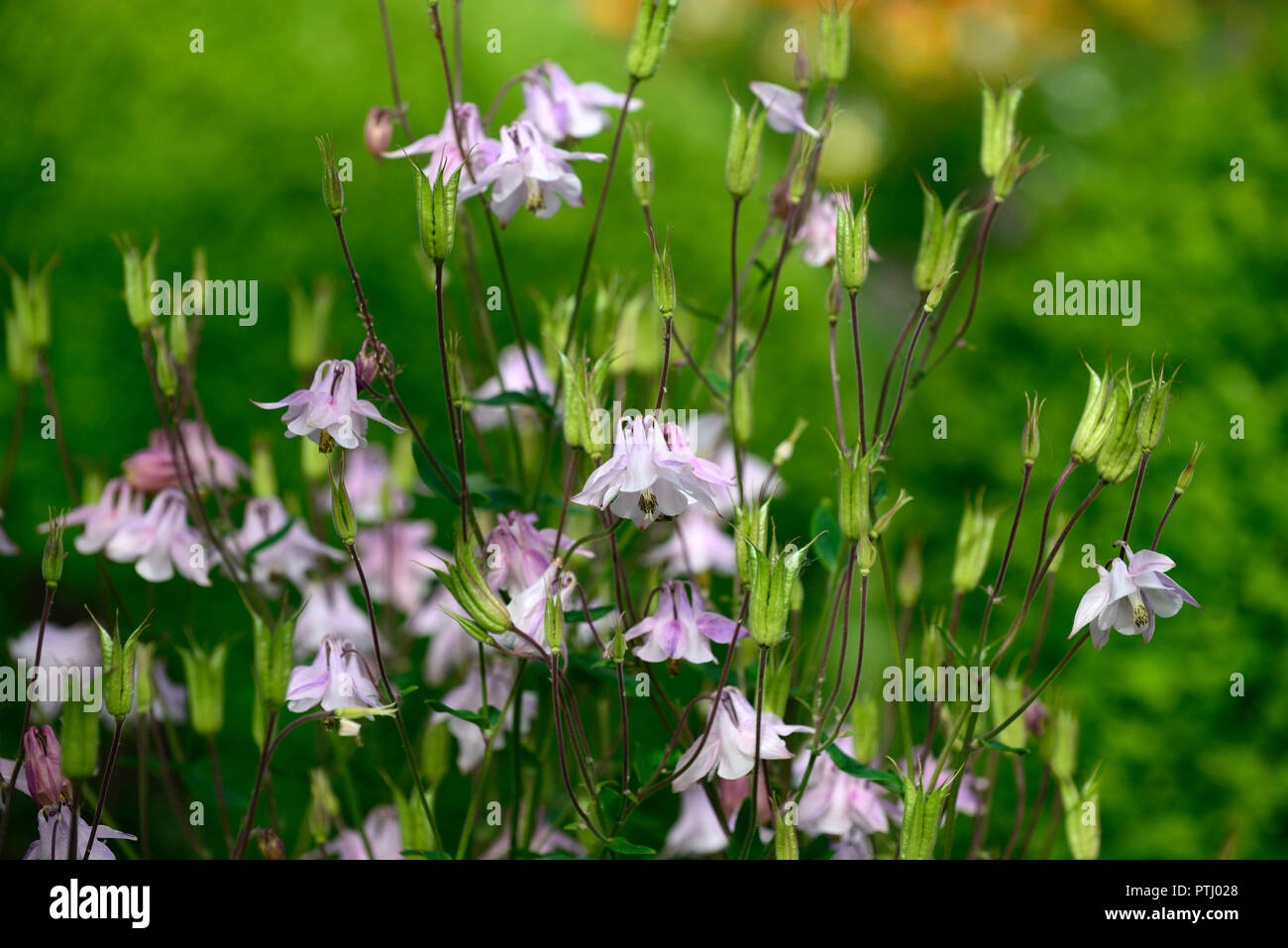 Aquilegia vulgaris Dorothy Rose, pink, double columbine, grannys bonnet,spring,flower,flowers,garden,RM Floral Stock Photo