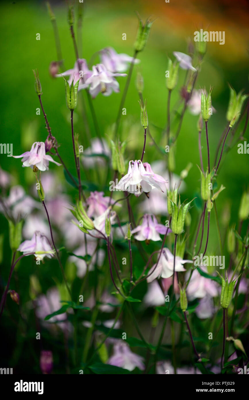 Aquilegia vulgaris Dorothy Rose, pink, double columbine, grannys bonnet,spring,flower,flowers,garden,RM Floral Stock Photo