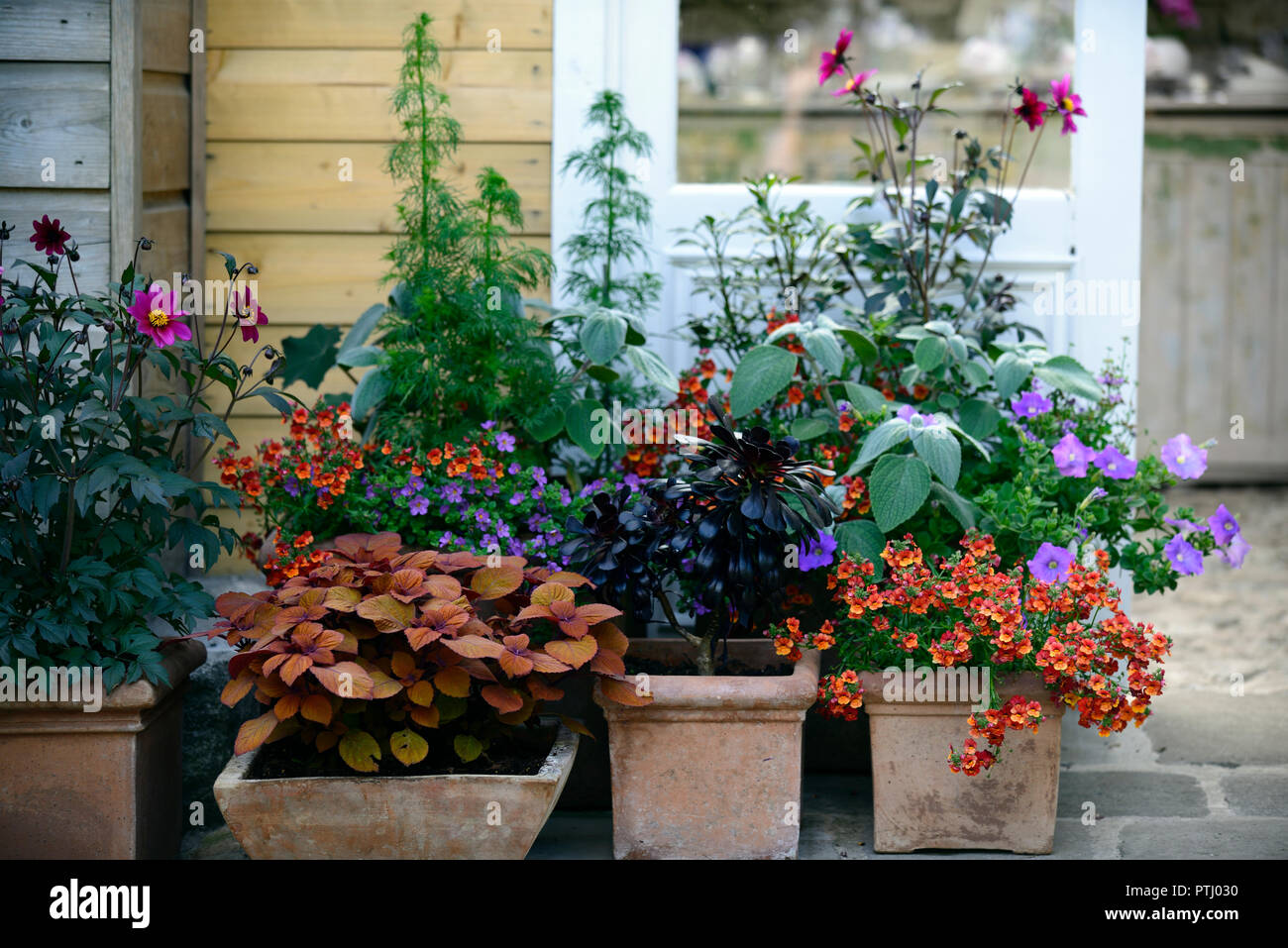 container,pot,containers,pots,garden,gardens,Coleus Canpfire,Bidens,Plectranthus,RM Floral Stock Photo