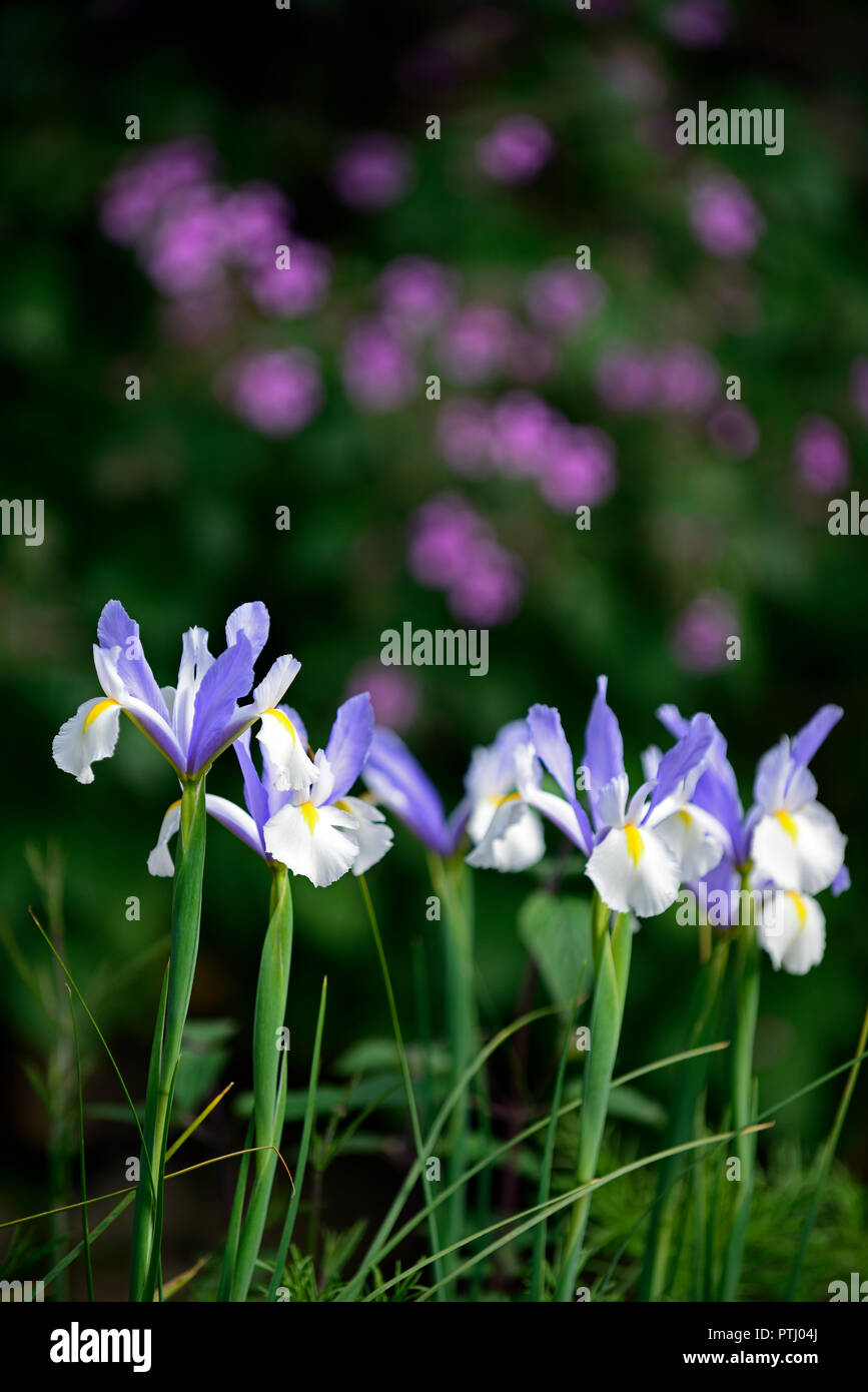 Iris x hollandica Silvery Beauty,dutch iris silvery beauty,white,blue,dutch iris,spring,flower,flowers,garden,RM Floral Stock Photo