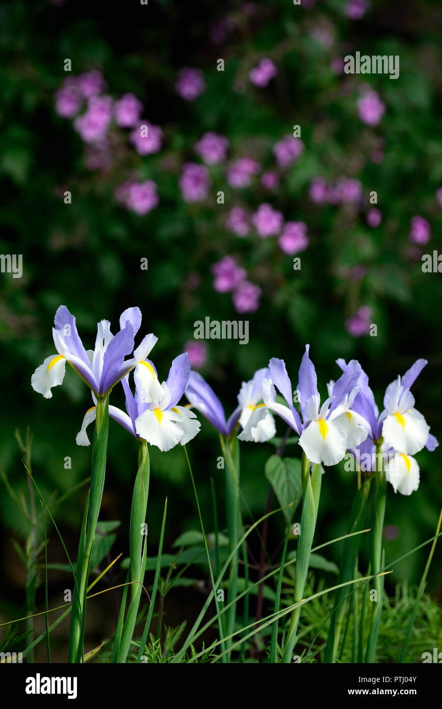Iris x hollandica Silvery Beauty,dutch iris silvery beauty,white,blue