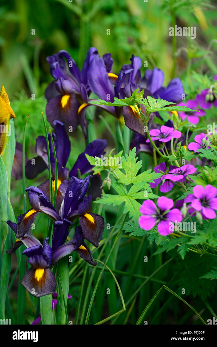 Iris x hollandica eye of the tiger,dutch iris eye of the tiger,blue,yellow,dutch iris,spring,flower,flowers,garden,RM Floral Stock Photo