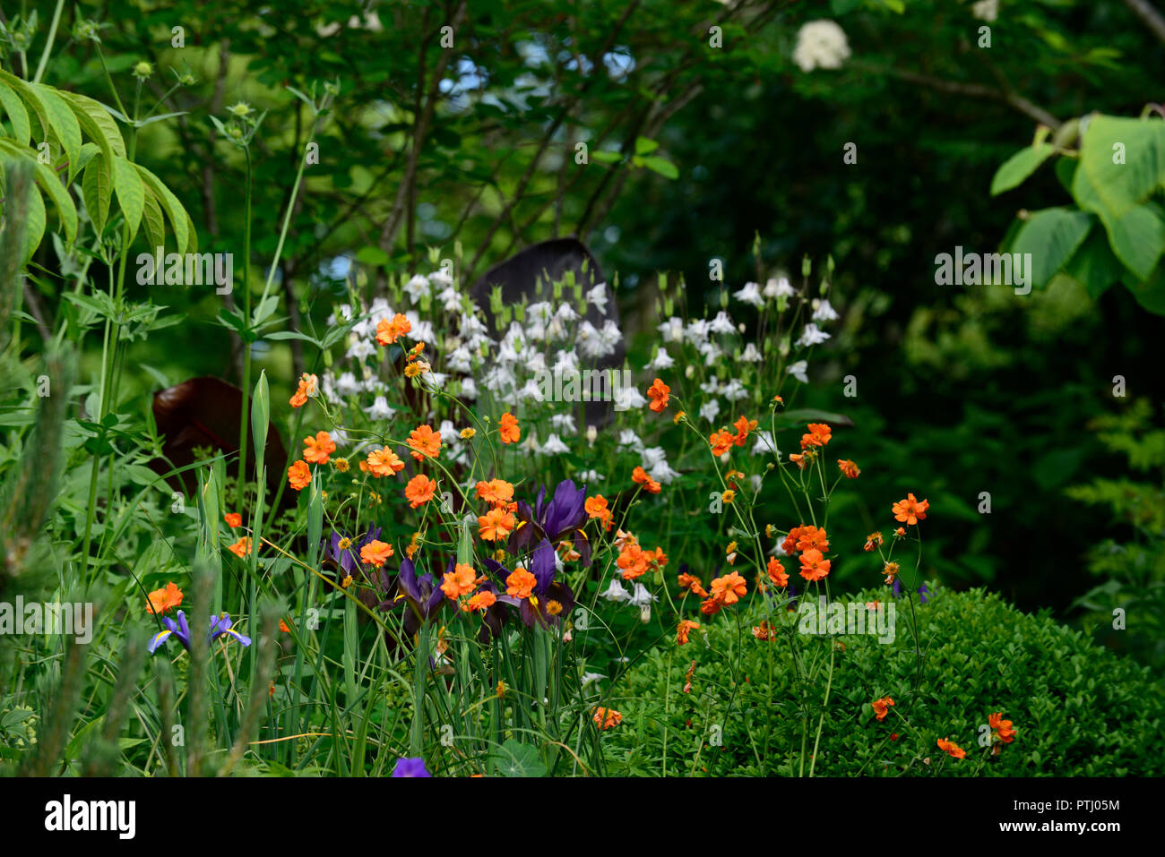 geum coccineum totally tangerine,orange,geums,geum,flower,flowers,garden,RM Floral Stock Photo