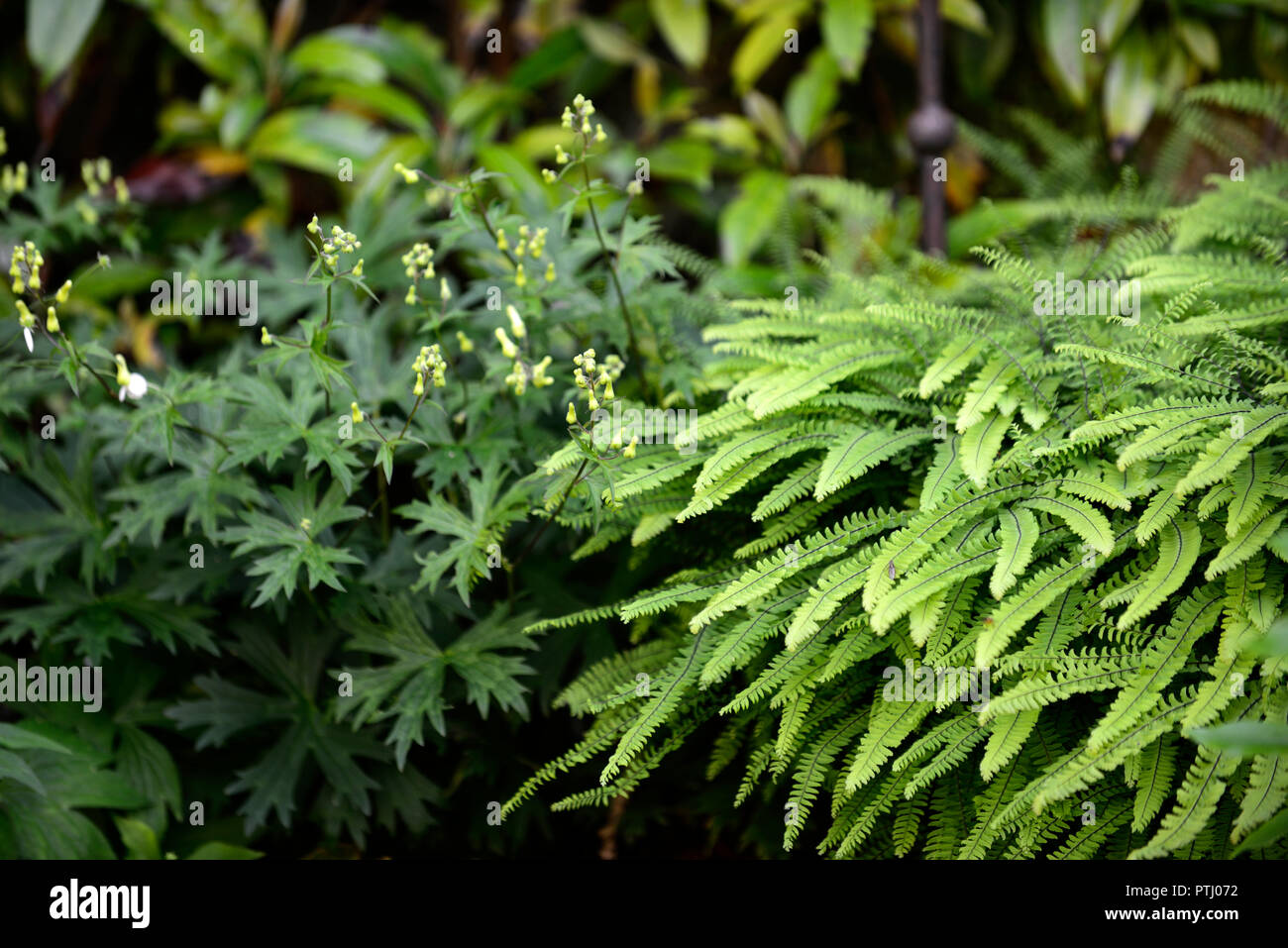 Adiantum,walking fern,maidenhair fern,ferns,shade,shady,shaded,garden