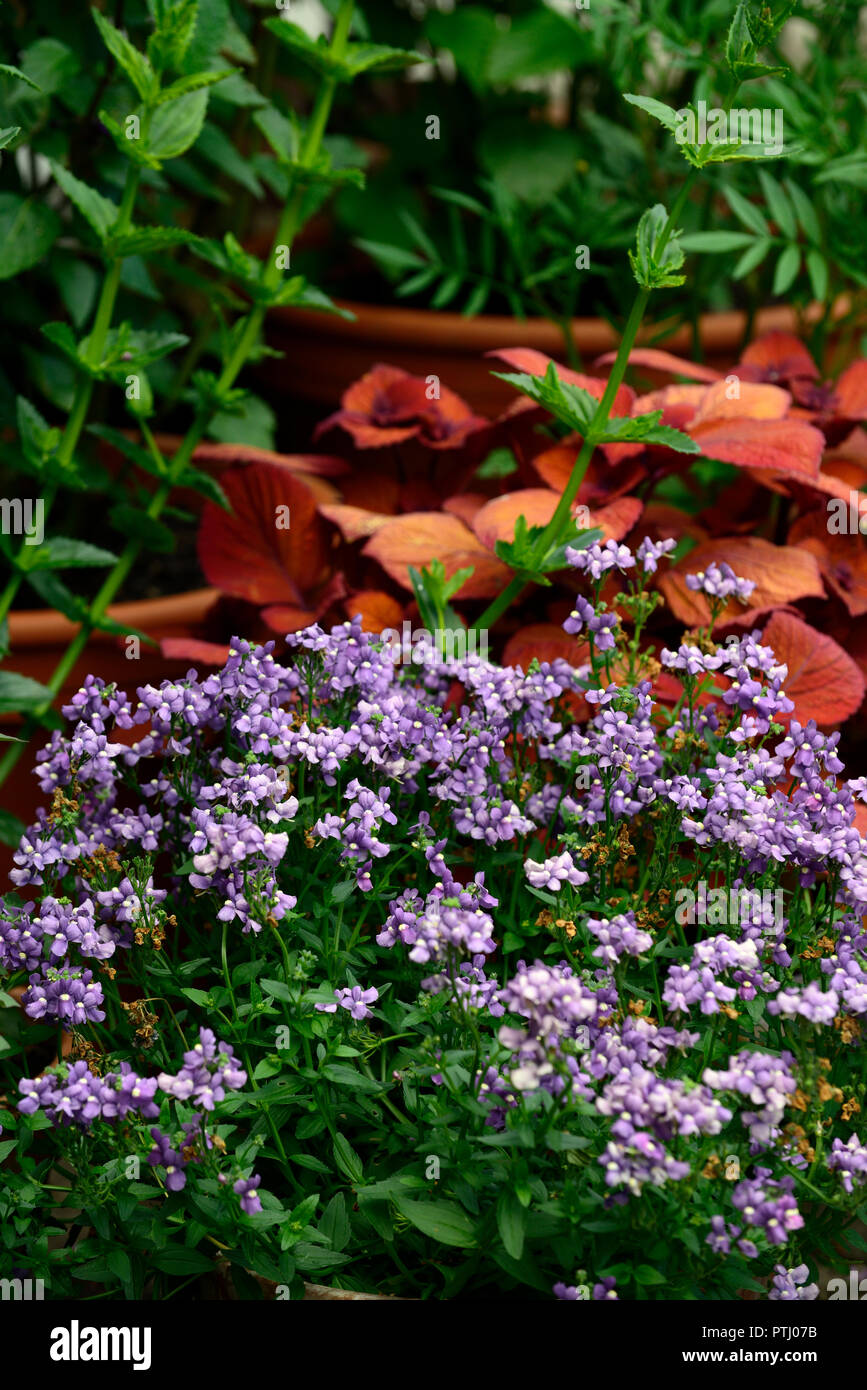 Nemesia fruticans Blue Bird,coleus campfire,plant,plants,combination,garden,gardens,gardening,tropical,RM Floral Stock Photo
