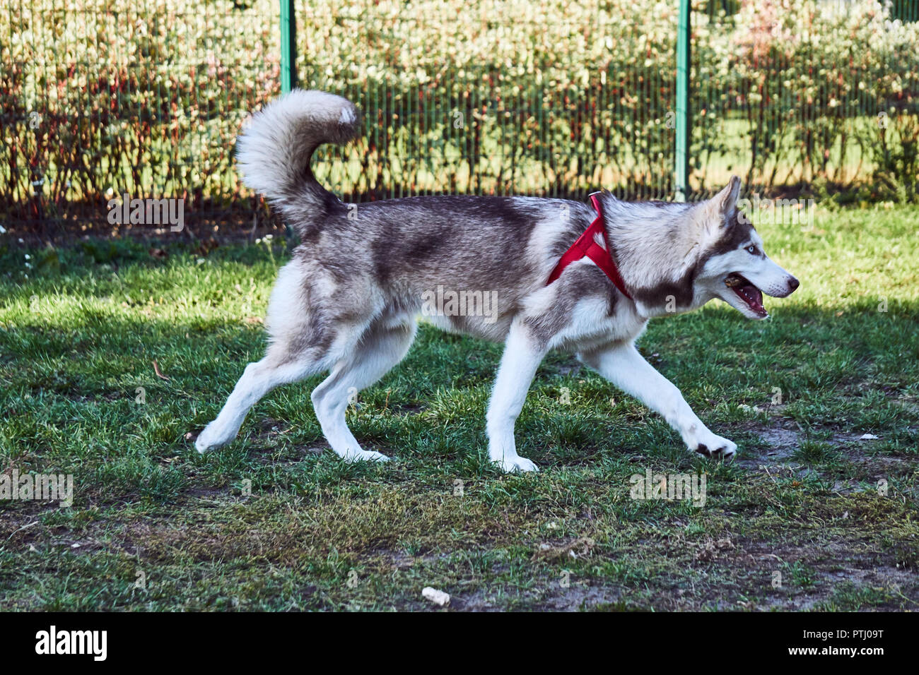 Husky Weight Chart Female Siberian Average Size Of A Husky How To