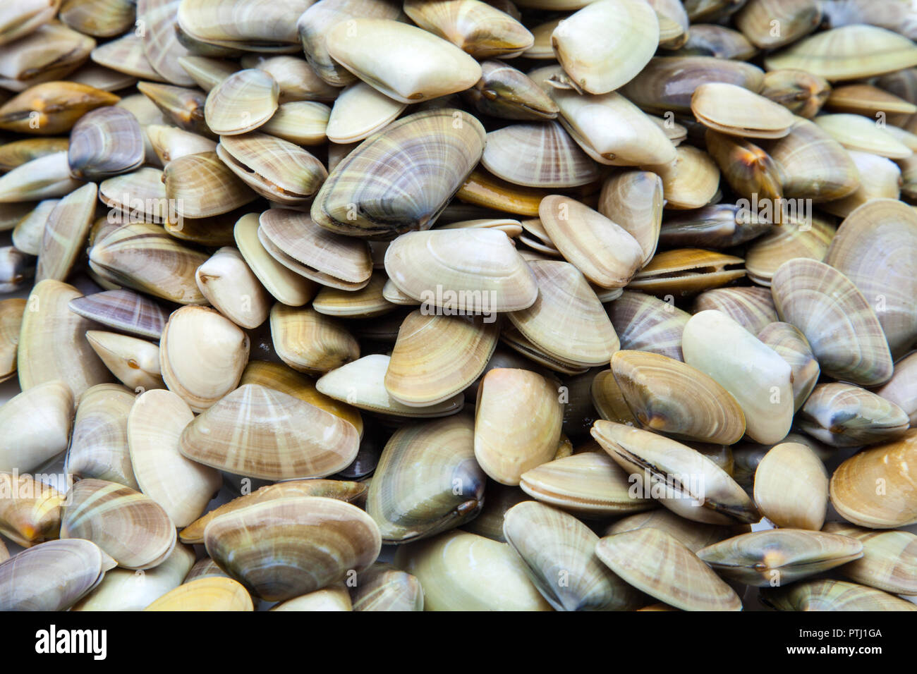 a bunch of fresh clams Stock Photo