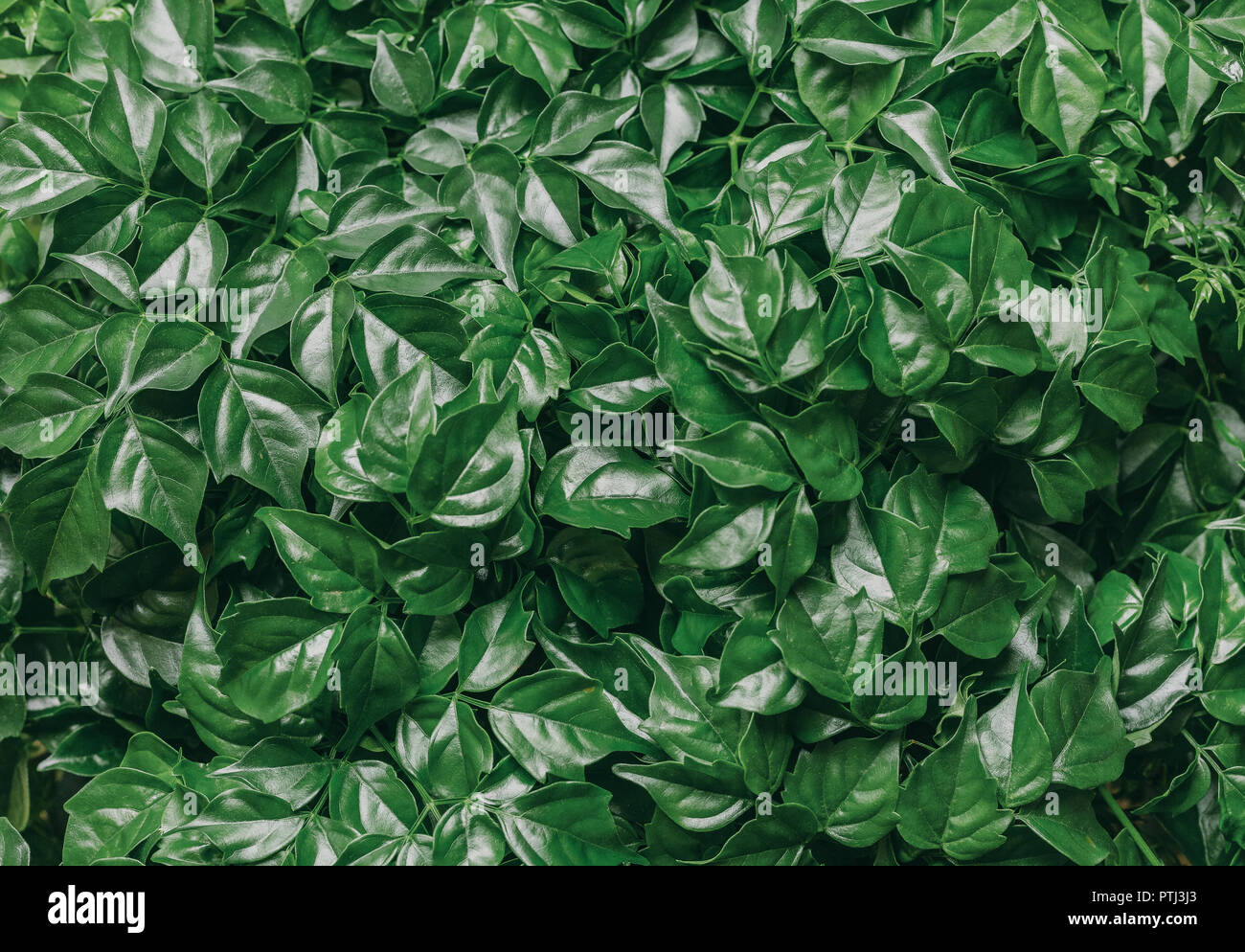 Green natural background from fresh leaves of the plant Radermahera. Toning Stock Photo