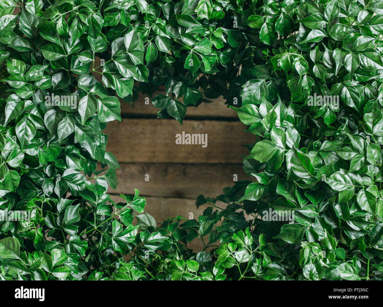 Green natural background from fresh leaves of the plant Rodormahera with a hollow in the shape of a heart Stock Photo
