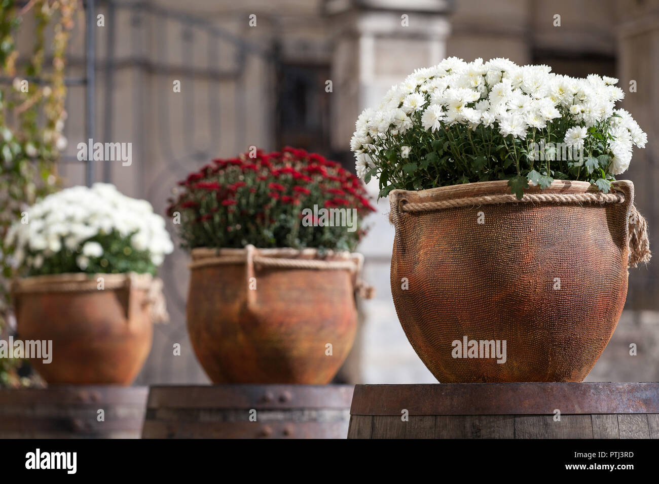 Large flower pots with white and burgundy chrysanthemums. Vases with flowers stand on wooden barrels. Sale of flowers Stock Photo
