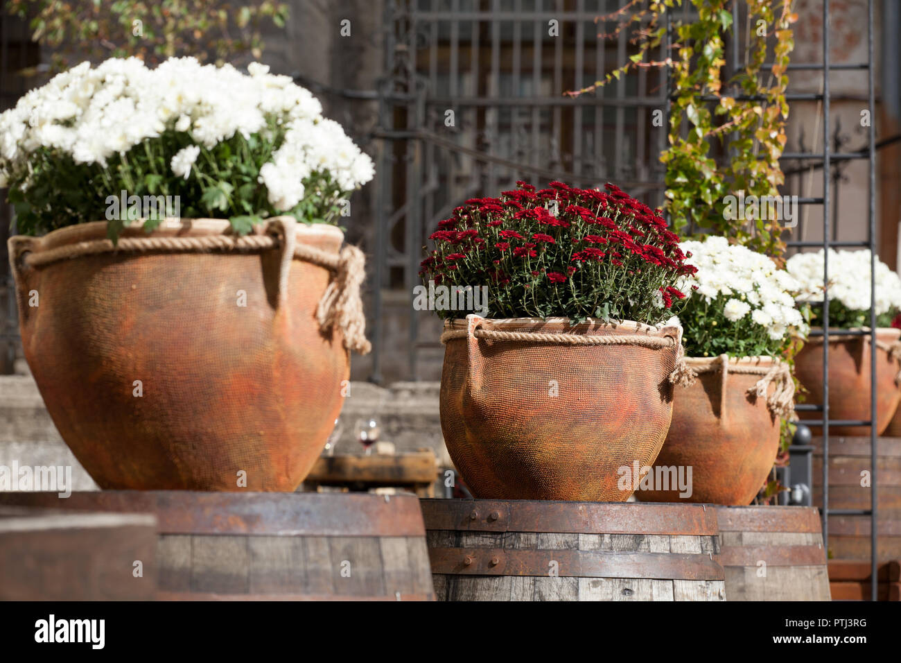 Large Plant Pots High Resolution Stock Photography And Images Alamy