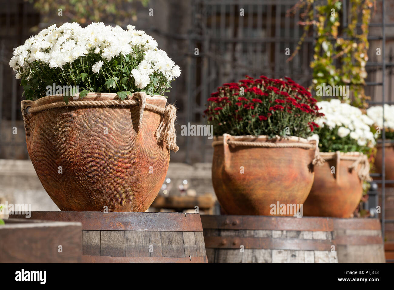 Large flower pots with white and burgundy chrysanthemums. Vases with flowers stand on wooden barrels. Sale of flowers Stock Photo