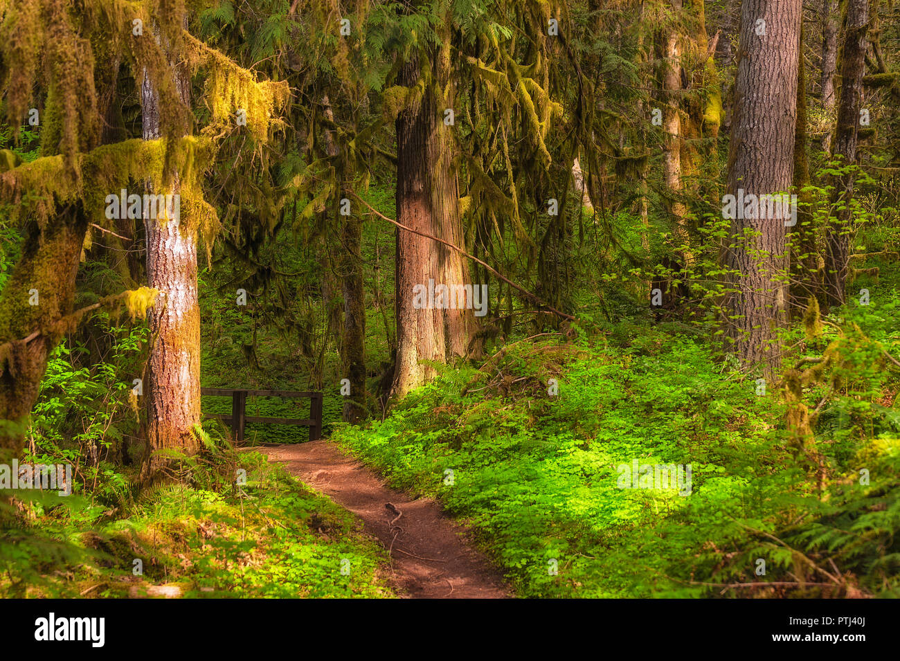 Stunning forest hiking trail at Hagg Lake in Oregon Stock Photo Alamy