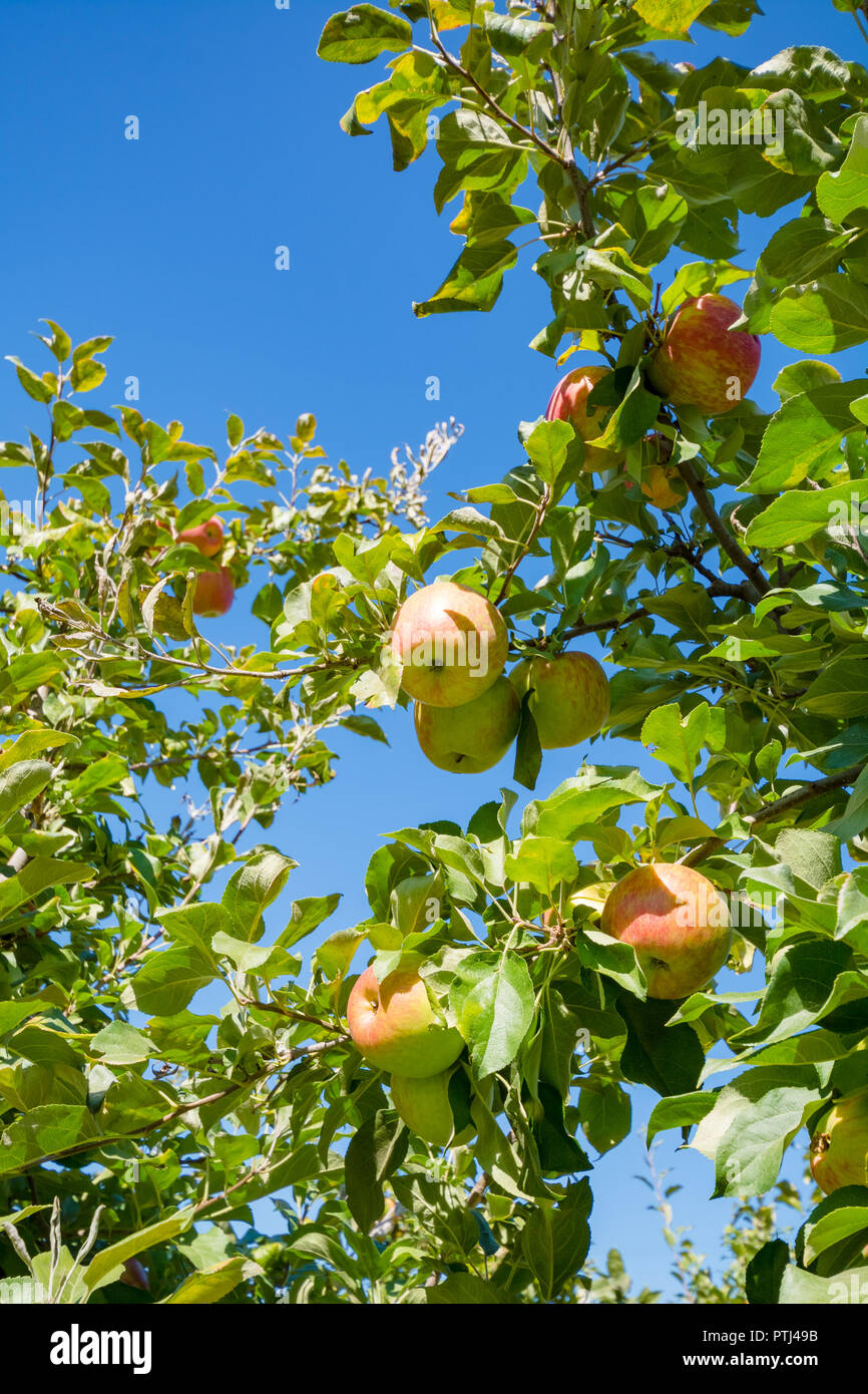 Ripen apples on a tree branch. Apple harvest in fruit orchard in ...