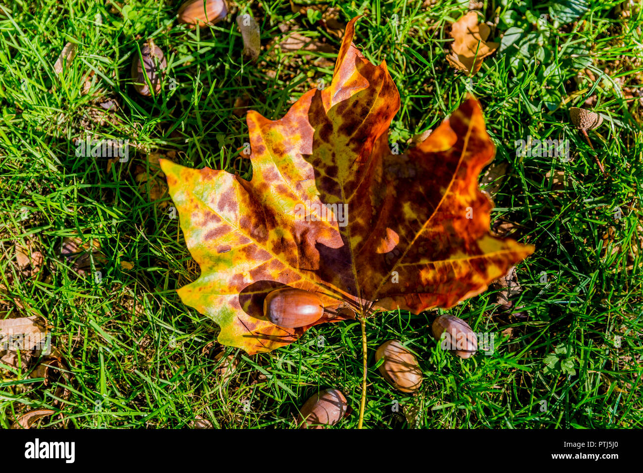 beautiful autumn leaf on the grass with acorns, autumn concept Stock Photo