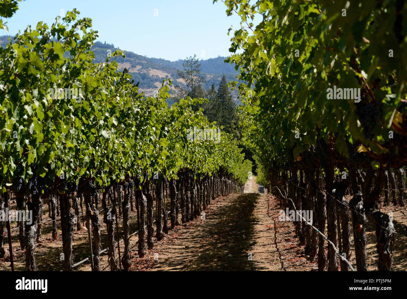 Grapes ready to be harvested at a winery in Napa Valley, California USA Stock Photo