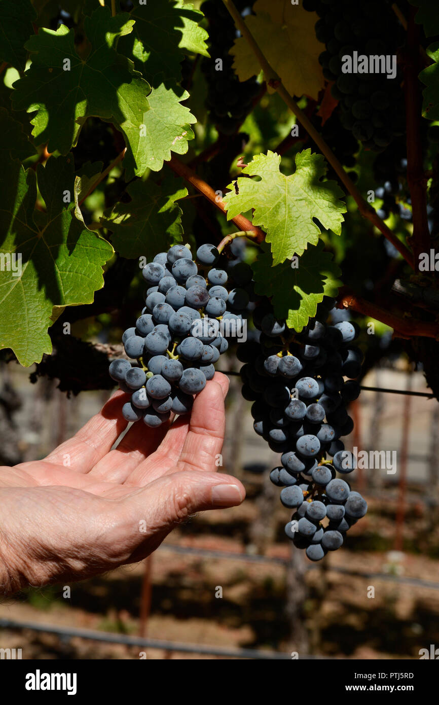 Grapes ready to be harvested at a winery in Napa Valley, California USA Stock Photo