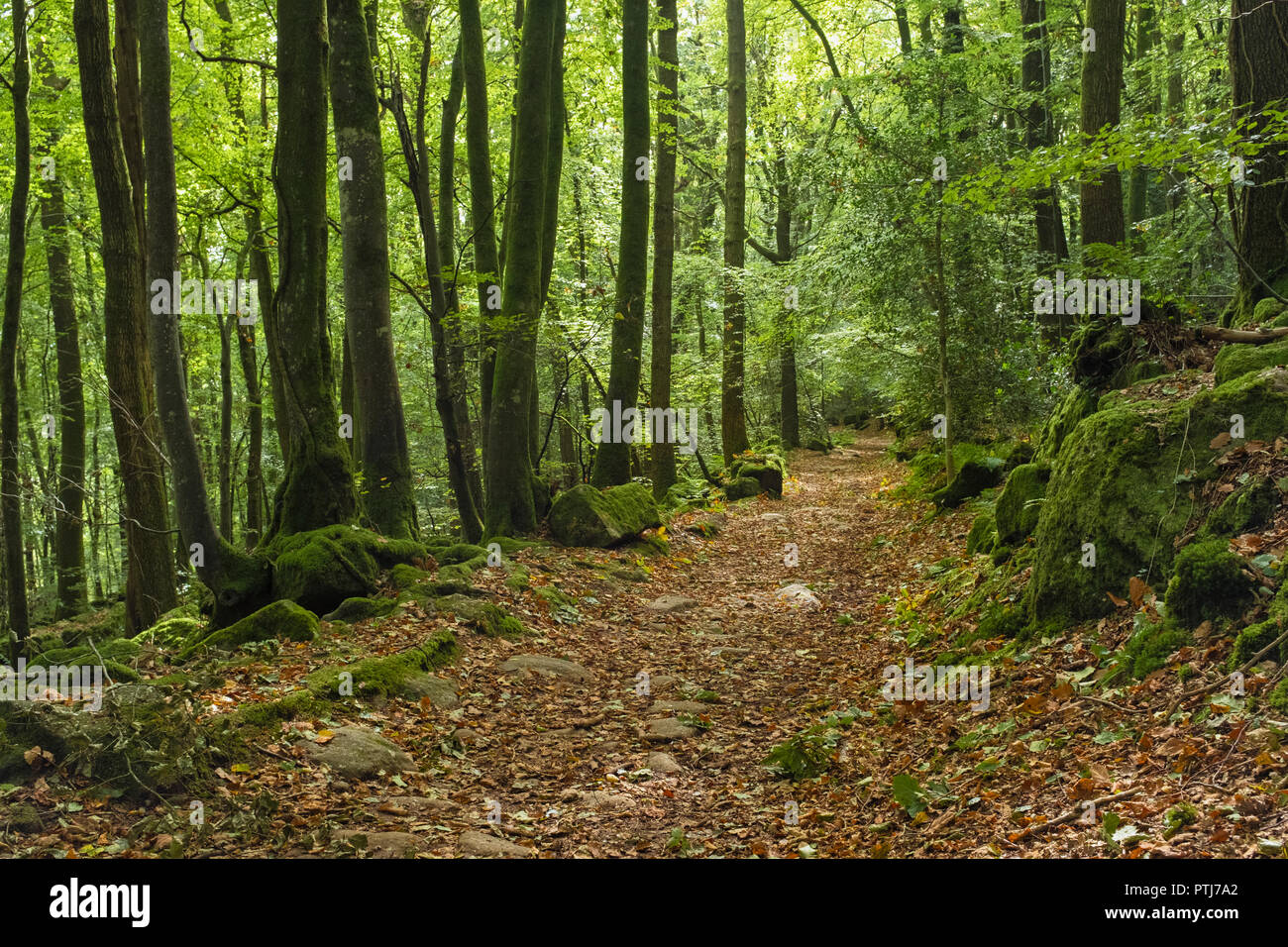 Autumn leaves on a footpath through woodland in South Wales. Stock Photo