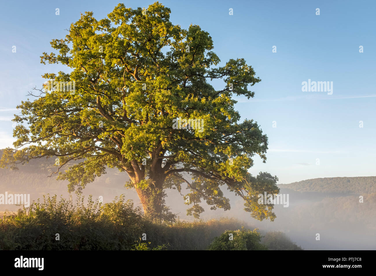 Oak tree bathed in sunshine and surrounded by morning mist in the Wye valley at Bigsweir. Stock Photo