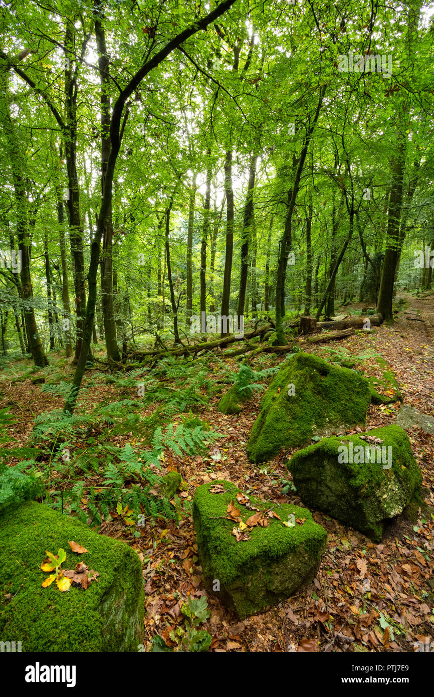 Mossy boulders in woodland in South Wales. Stock Photo