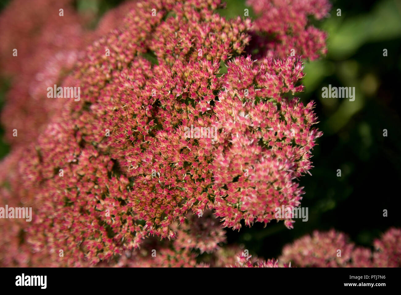 pink sedum flowering Stock Photo