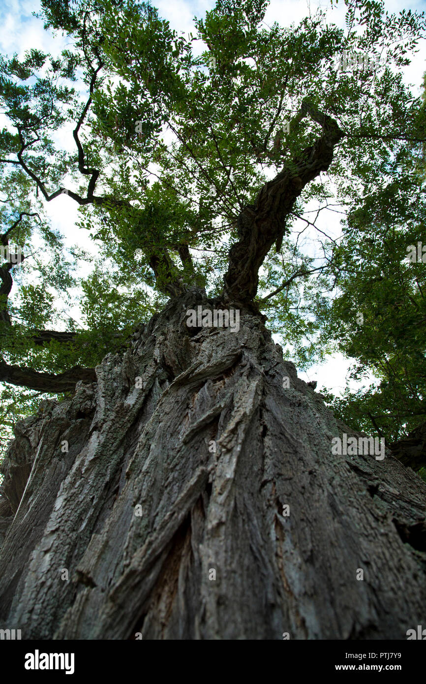 Locust tree leaves hires stock photography and images Alamy