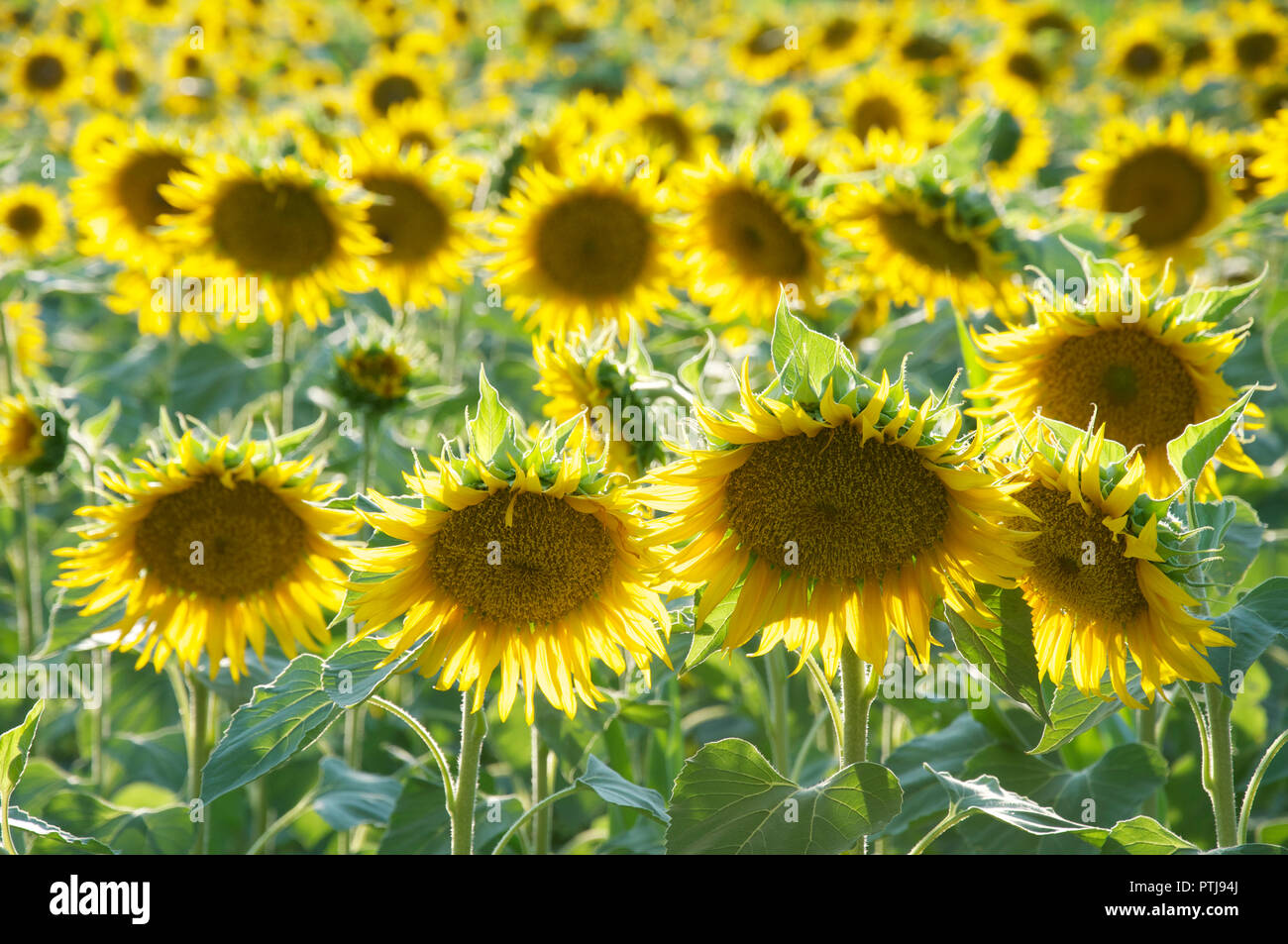 Summertime in the French countryside. A field of bright yellow Sunflowers, Helianthus Anuus, growing in the Vercors region of La Drôme. Rural France. Stock Photo