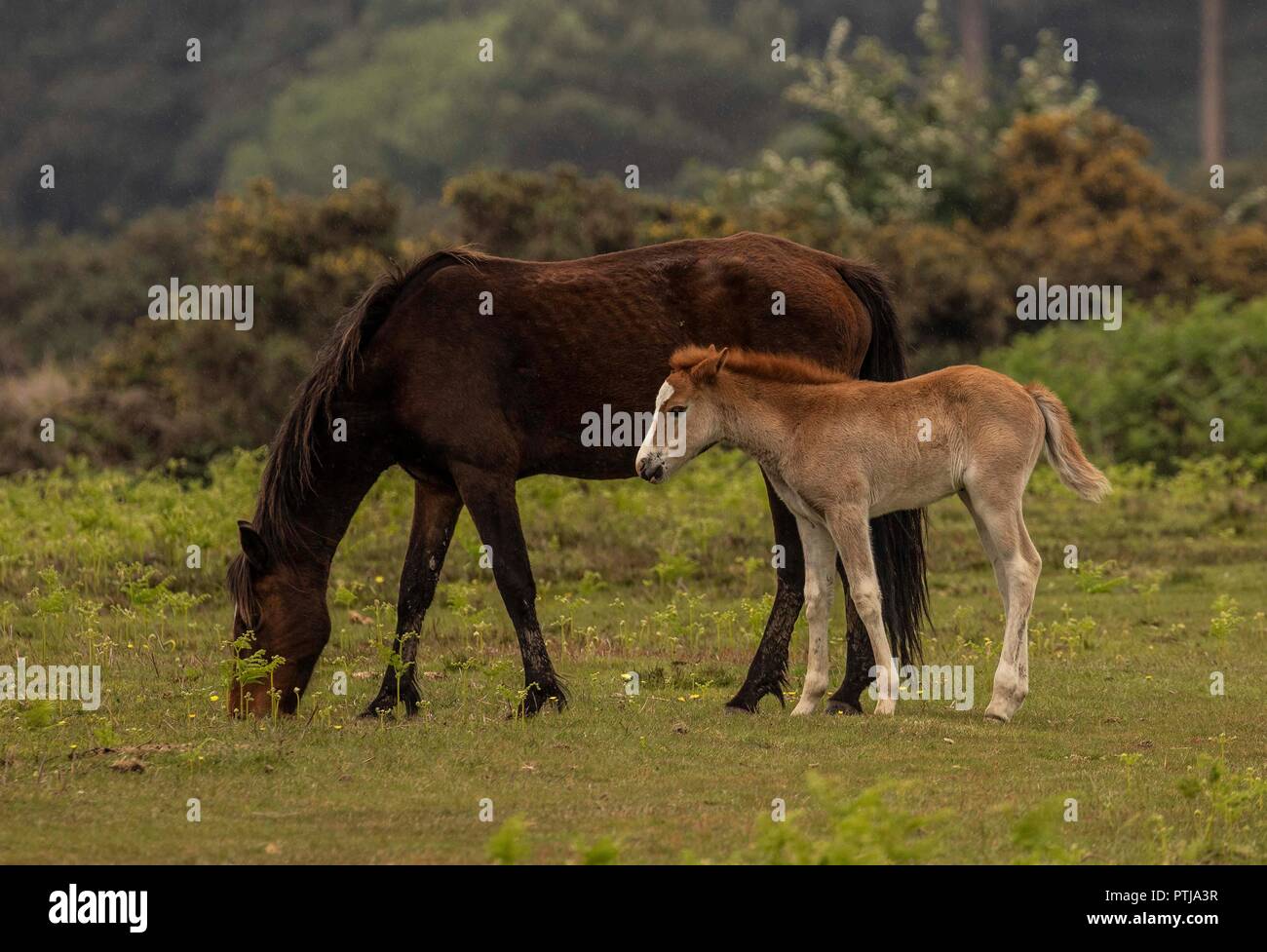 New Forest ponies and donkeys Stock Photo