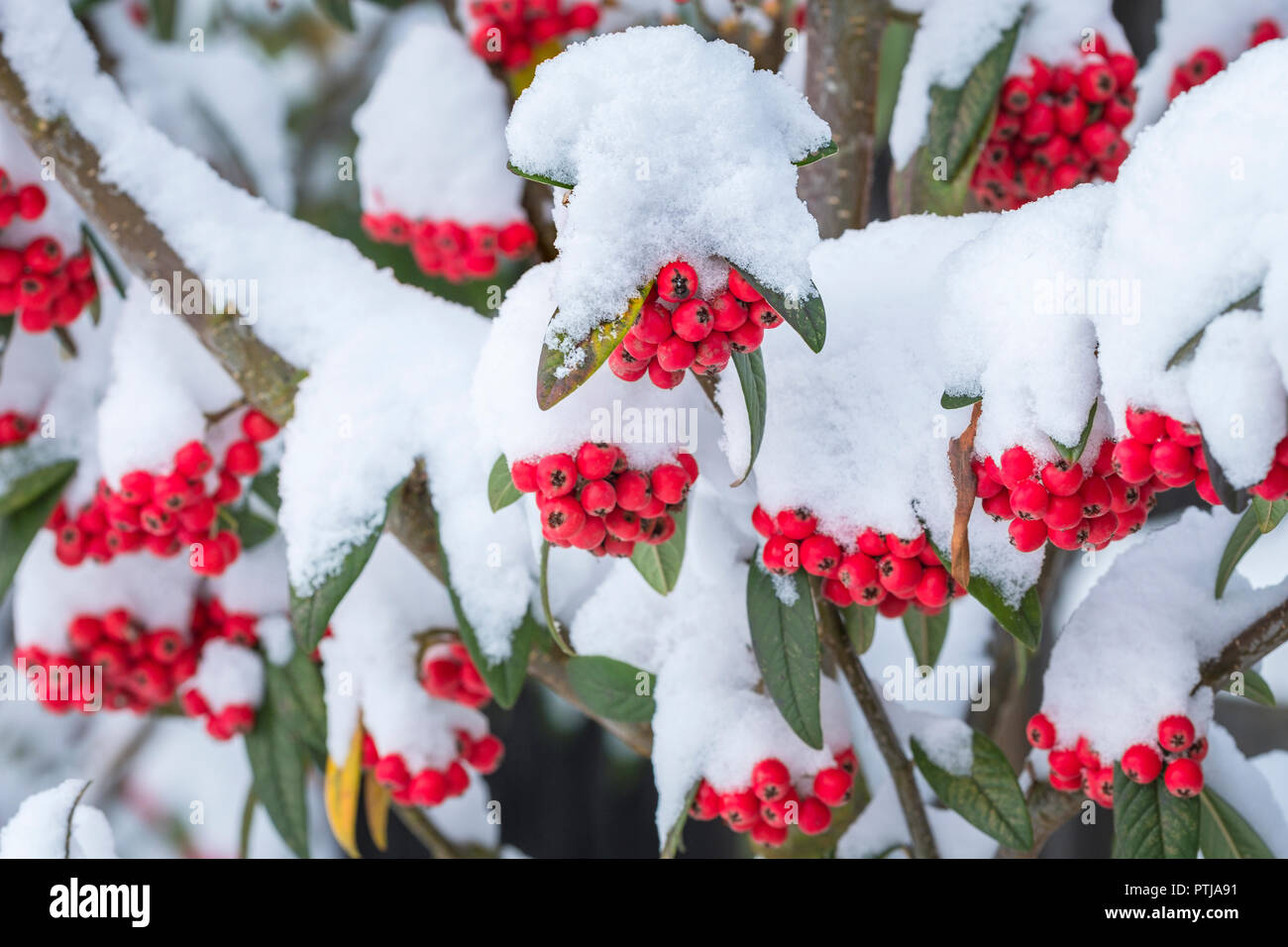 Red berries of Cotoneaster seen after a heavy snowfall. Stock Photo