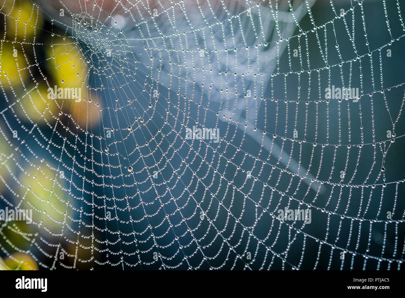 A cobweb decorated with water drops. Stock Photo