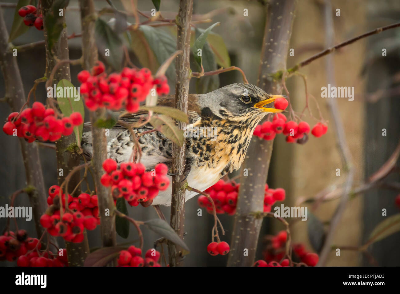 A Fieldfare eating Cotoneaster berries. Stock Photo