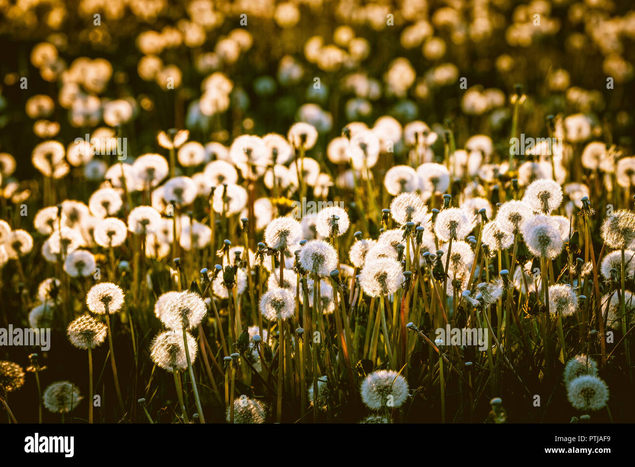 Dandelion seed heads glow with the lights as the sun sets in the evening. Stock Photo