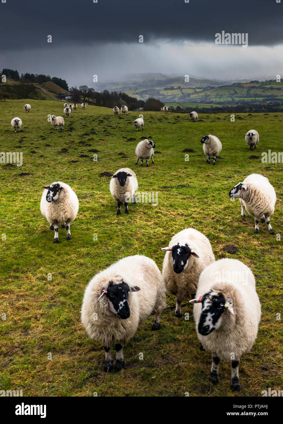 Sheep grazing on winter pasture in the Derbyshire High Peak near Hayfield with a snow storm moving in. Stock Photo