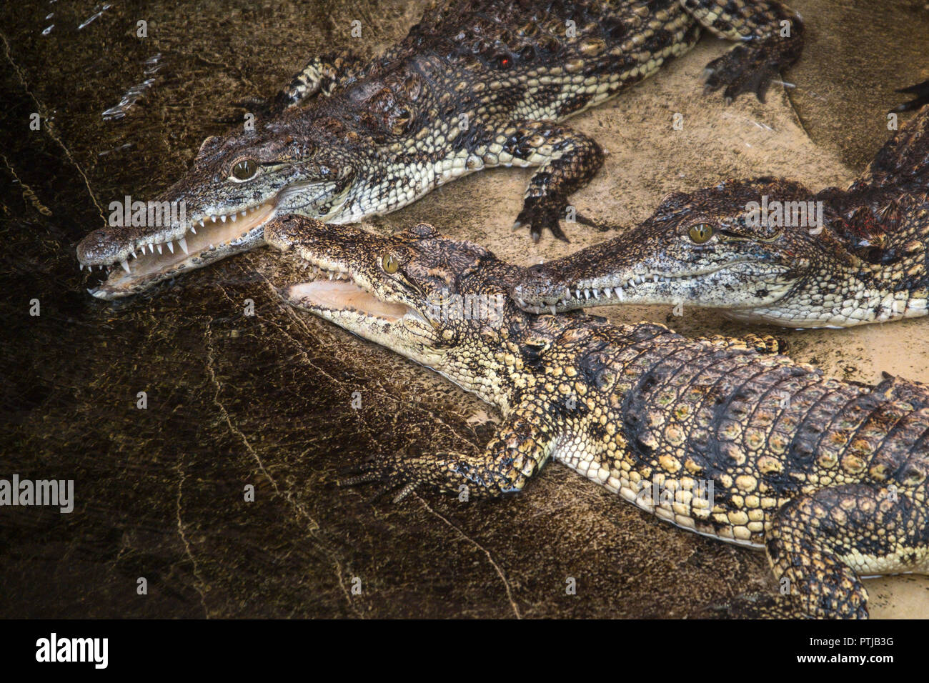 Nile crocodiles gathered beside a pool of water. Stock Photo