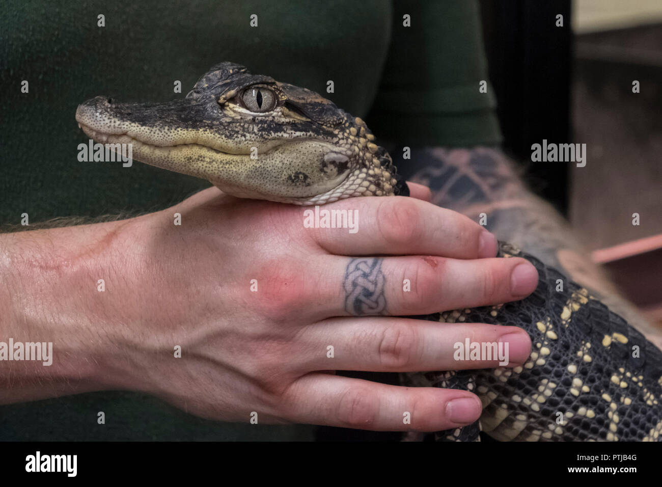Juvenile American Alligator in the hands of a keeper. Stock Photo