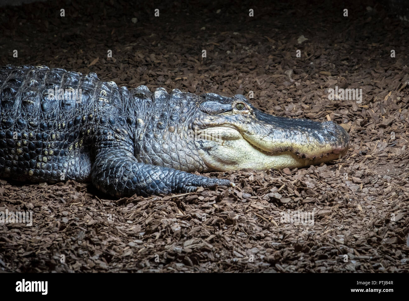 A captive American Alligator. Stock Photo