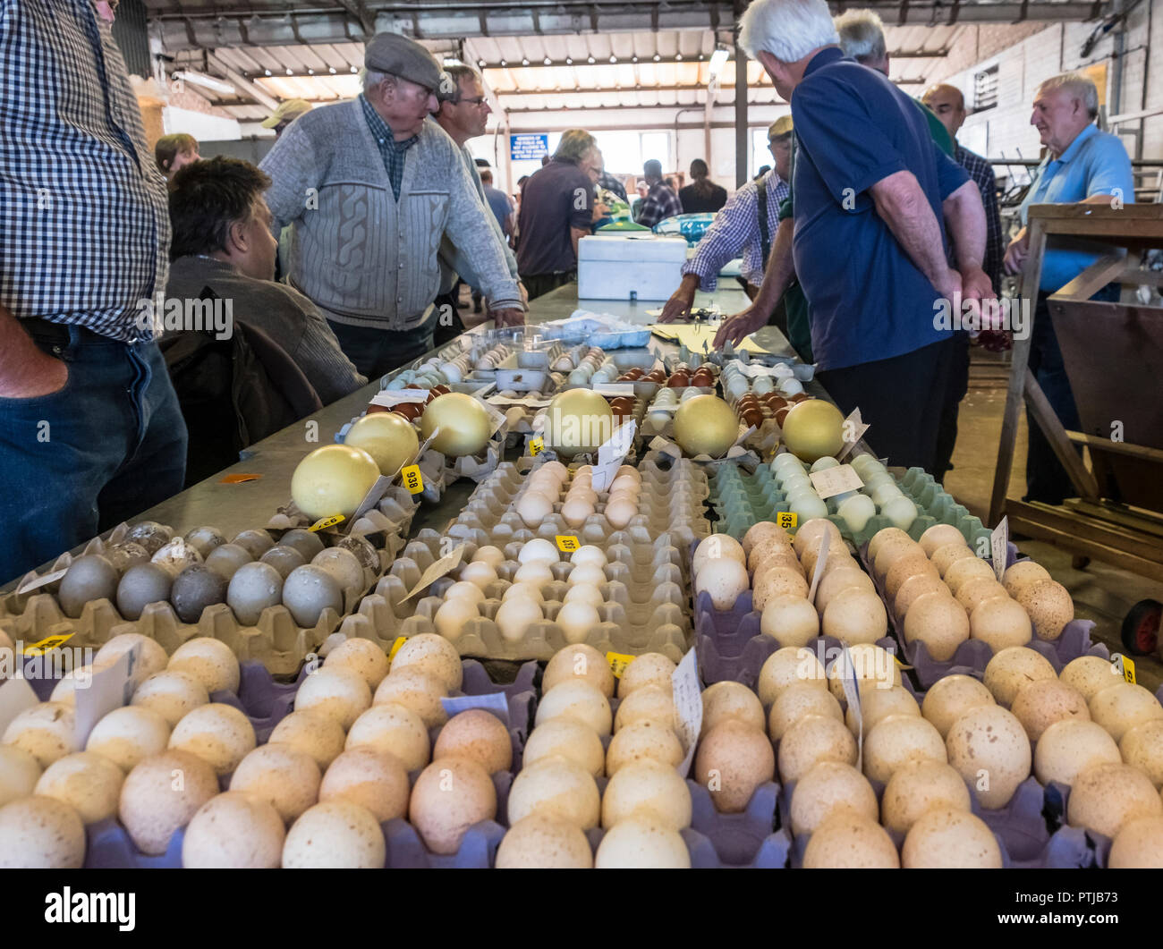 Eggs for sale at a livestock market including large Rhea eggs. Stock Photo