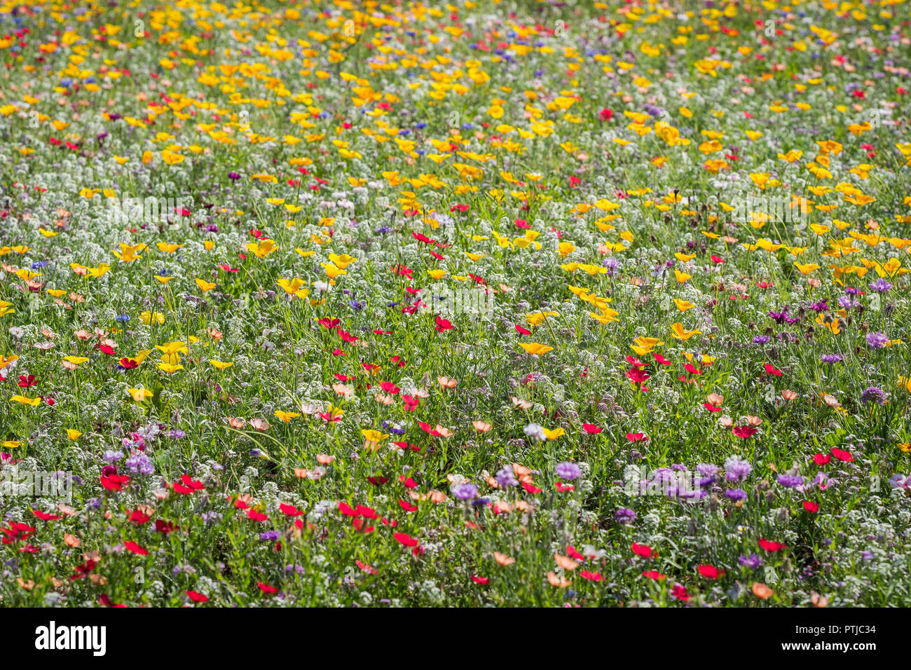 Wild flowers blooming on a roundabout. Stock Photo