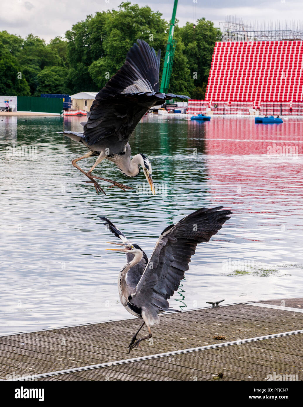 Two herons fight by the water at the Serpentine Lake in Hyde Park with a giant sculpture made by seven thousand floating barrels in the background. Stock Photo