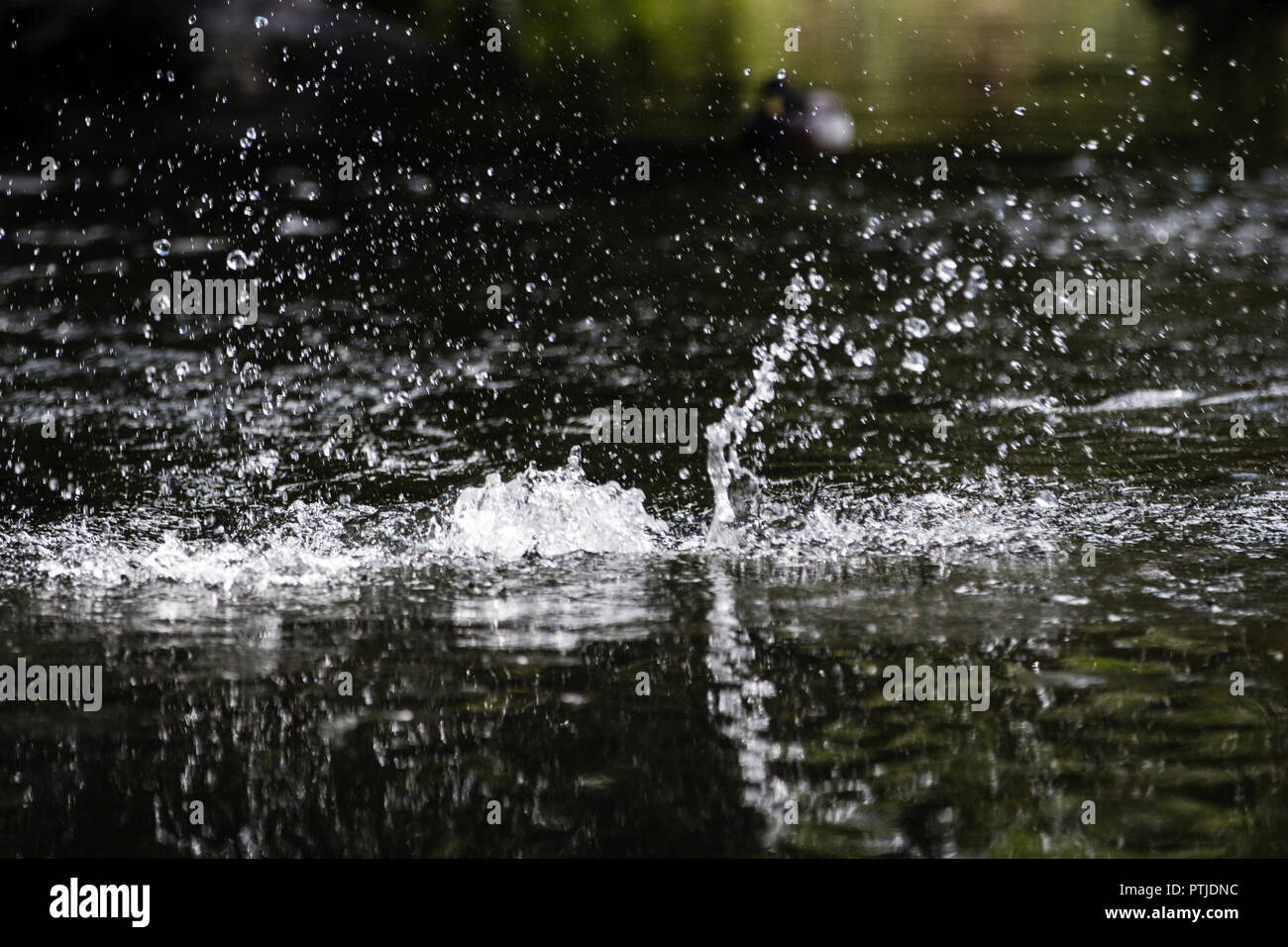 Making a splash hi-res stock photography and images - Alamy