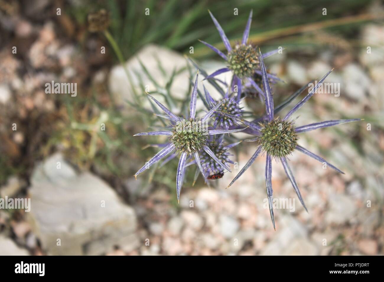 Eryngium amethystinum violet plant and flowers - Apiaceae (Marche, Italy, Europe) Stock Photo