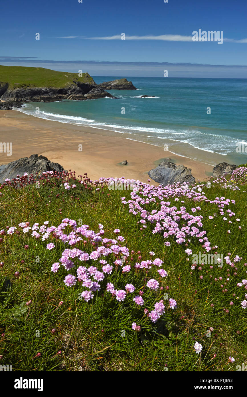 The sandy beach of Porth Joke between the headlands of Kelsey Head and Pentire Point West. Stock Photo