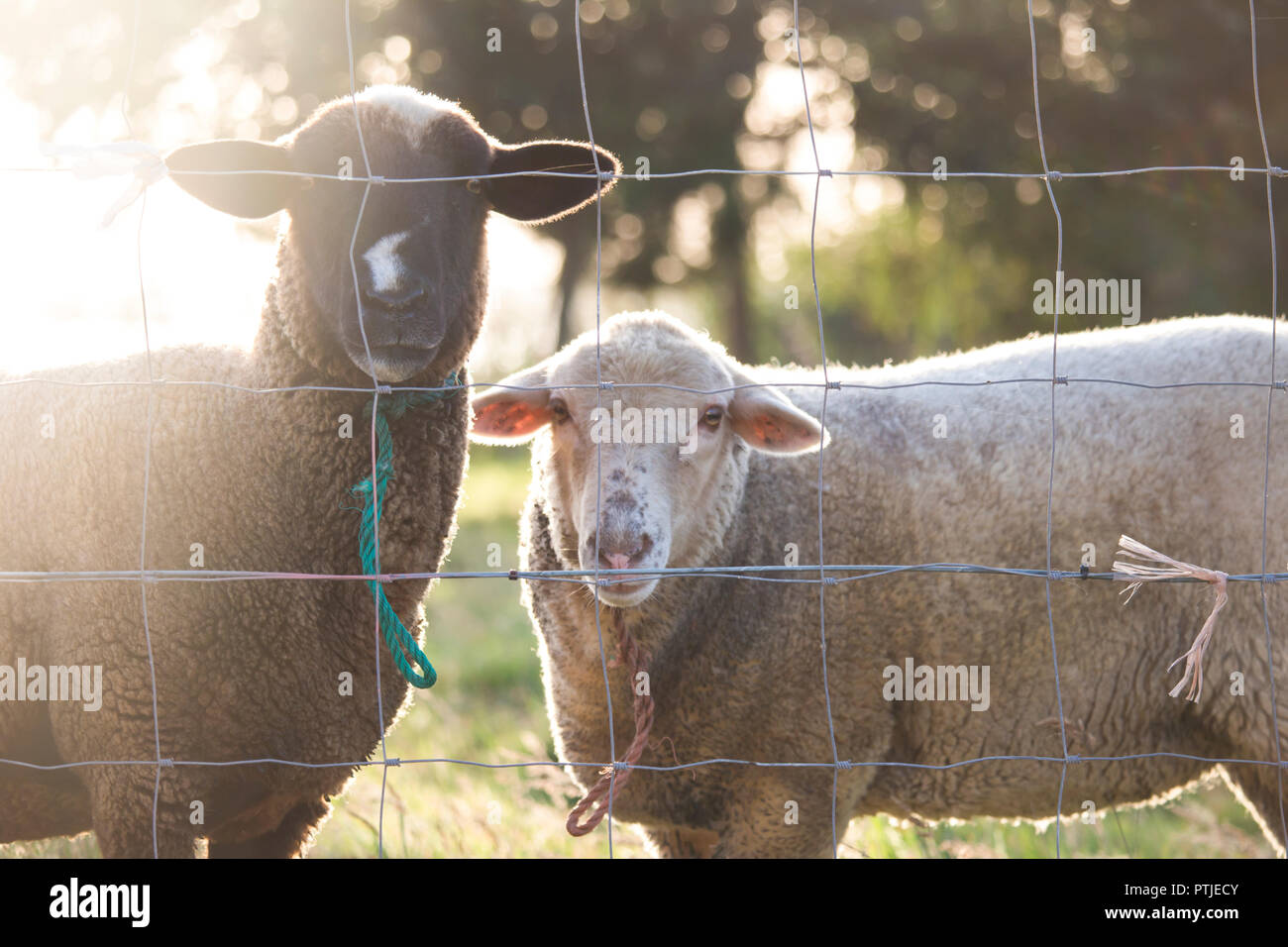 Sheep fencing hi-res stock photography and images - Alamy