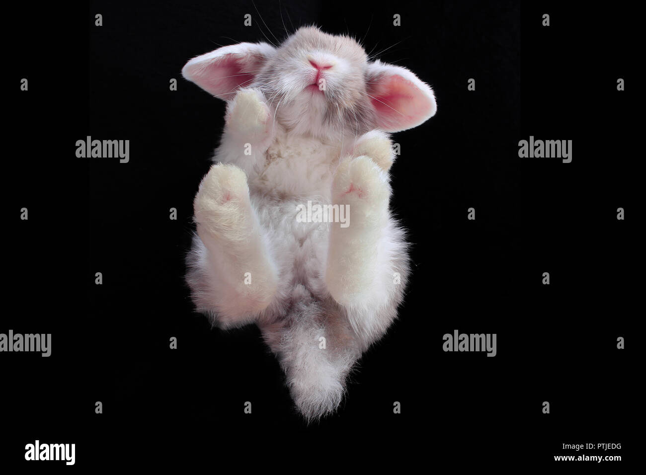 Rabbit unique hi-res stock photography and images - Alamy