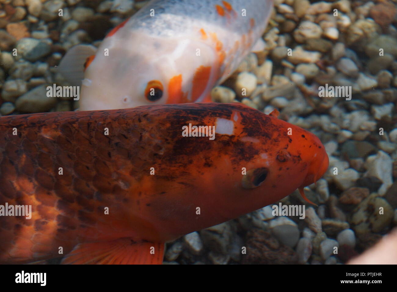 Koi Carp japan fish in gold white colours outdoor pool for Collectors