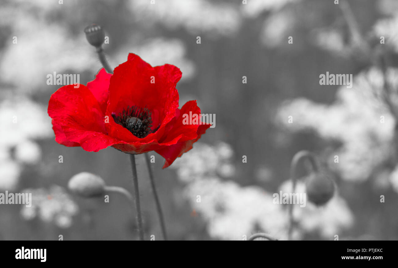 A single red poppy stands out against a monochrome background alllowing copy space. Stock Photo