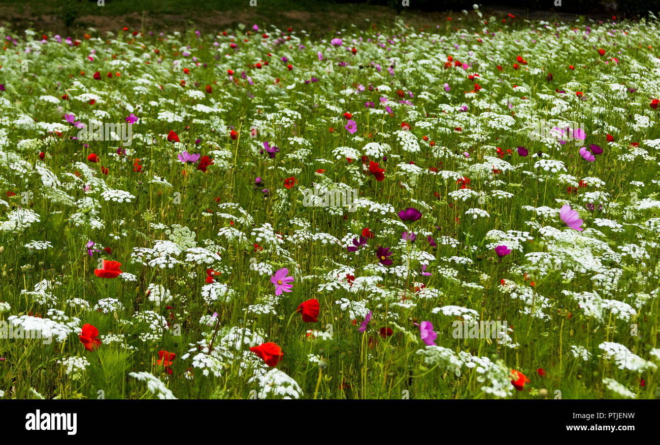 Insect friendly wildflowers hi-res stock photography and images - Alamy
