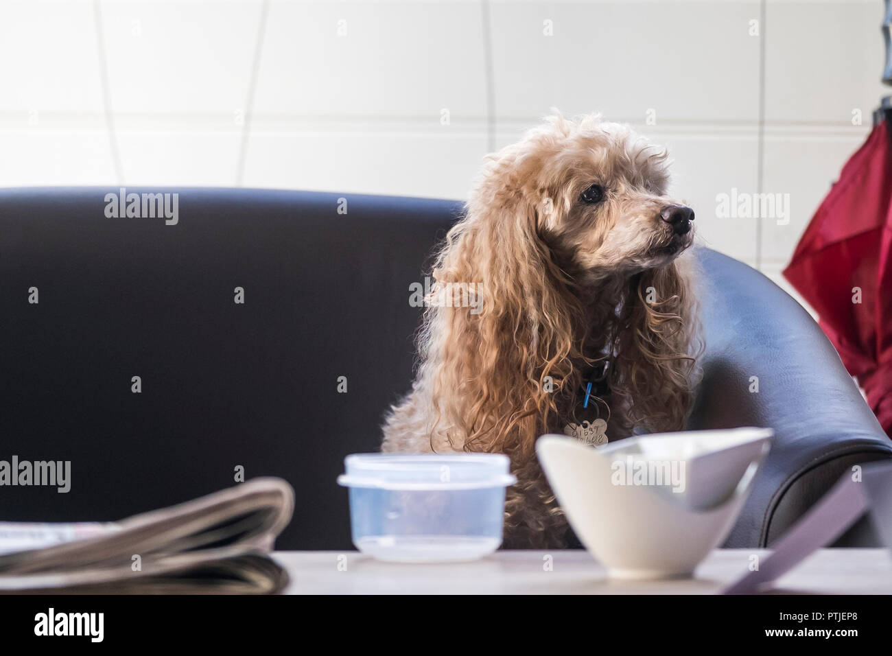 A dog sitting quietly on a sofa settee Stock Photo - Alamy