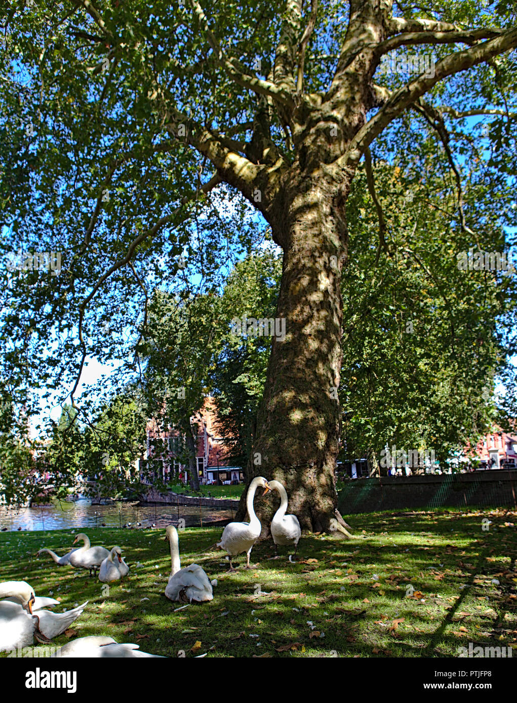 swans on the grass in front of london plane tree Stock Photo