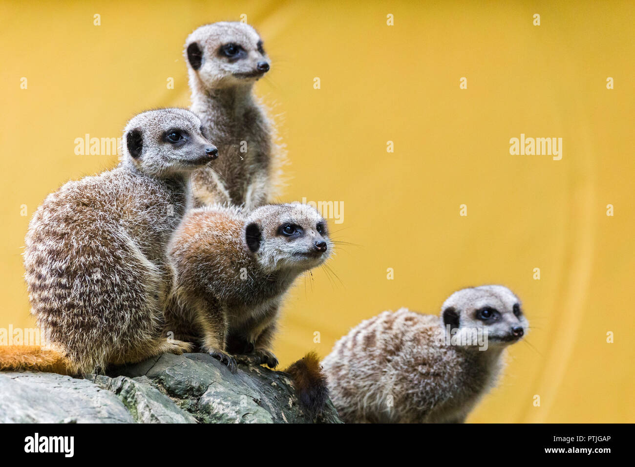 A group of meerkats seen on top of a rock. Stock Photo